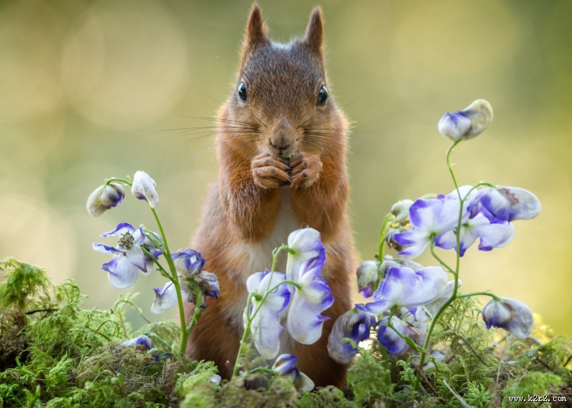 可爱的松鼠动物图片大全