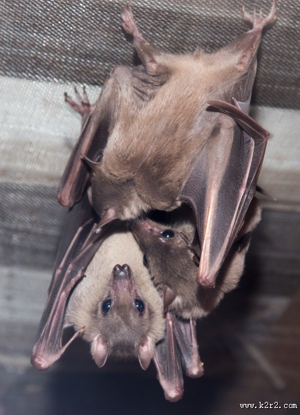 可怕的吸血蝙蝠图片