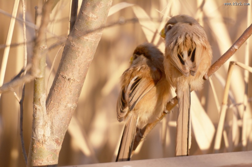 震旦鸦雀图片大全