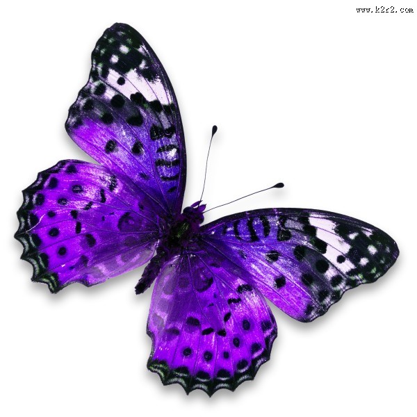 漂亮彩色的蝴蝶图片