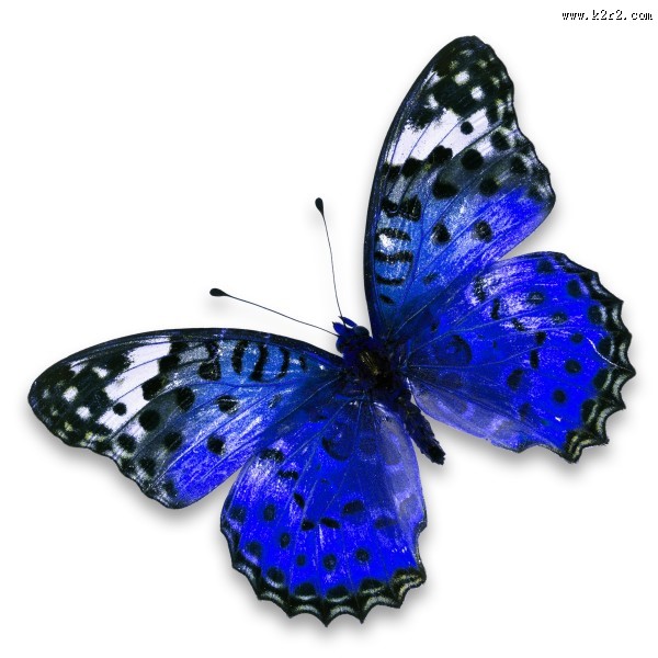 漂亮彩色的蝴蝶图片