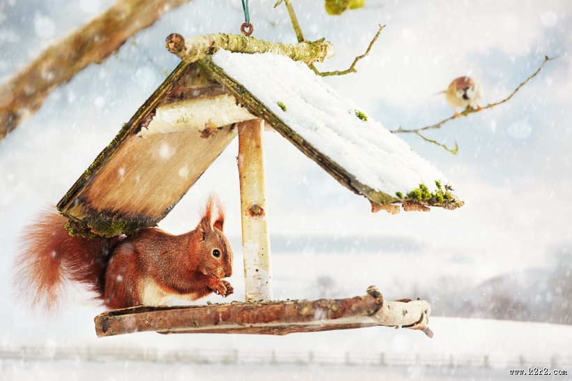 机灵可爱的松鼠图片大全