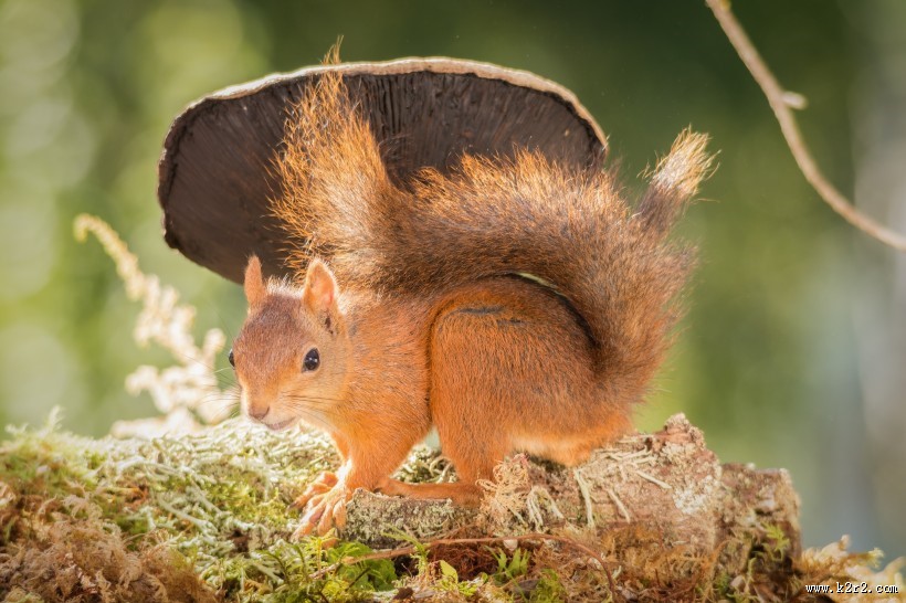 机灵可爱的松鼠图片大全