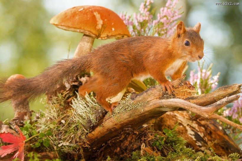 机灵可爱的松鼠图片大全