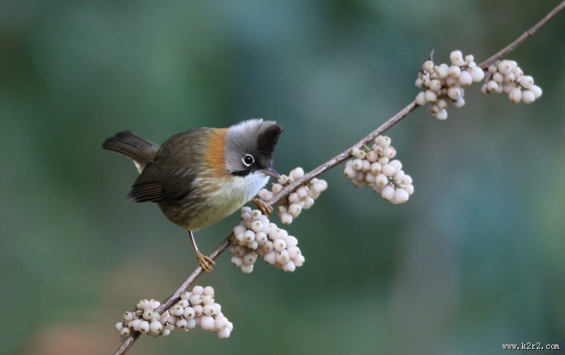 头顶尖角的黄颈凤鹛图片大全