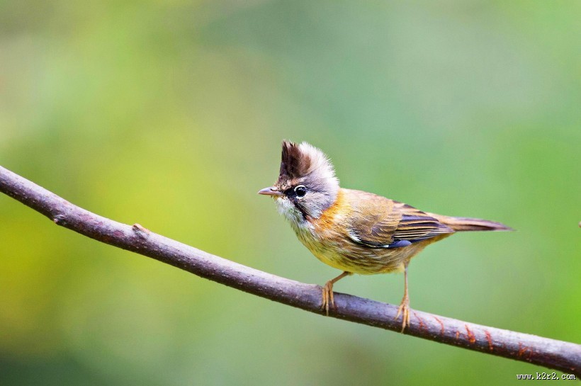 头顶尖角的黄颈凤鹛图片大全