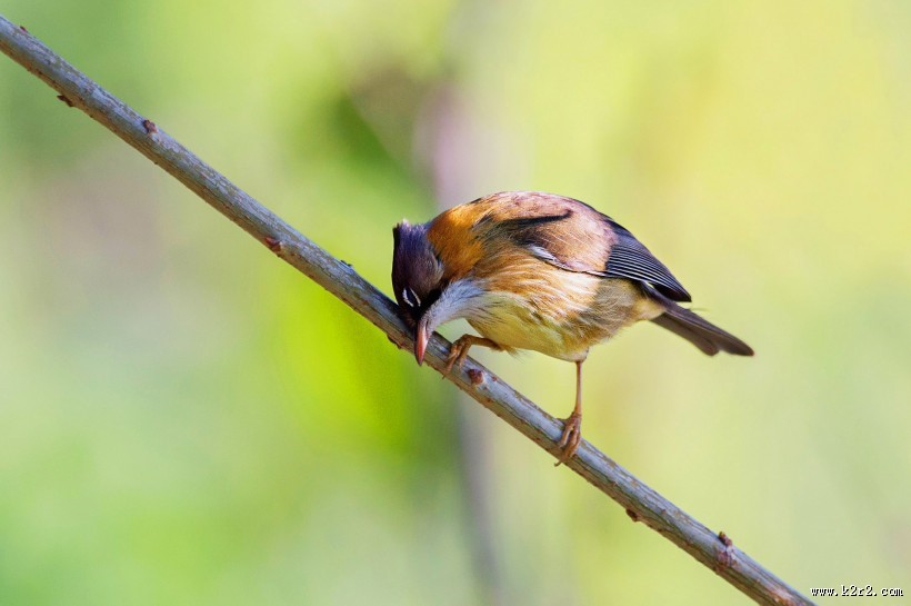 头顶尖角的黄颈凤鹛图片大全