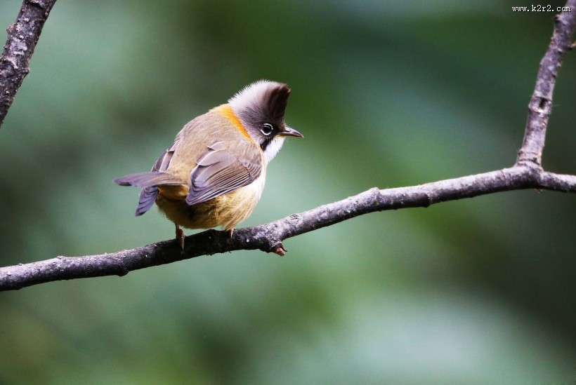 头顶尖角的黄颈凤鹛图片大全