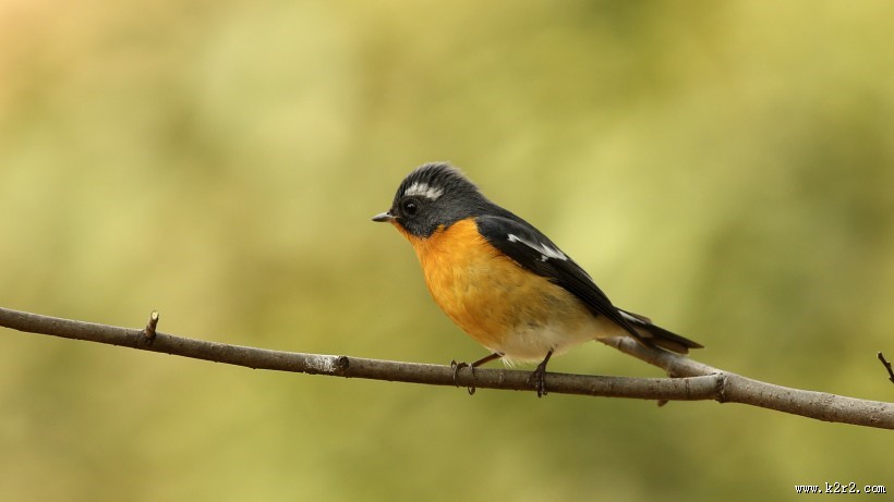 鸲姬鹟图片大全