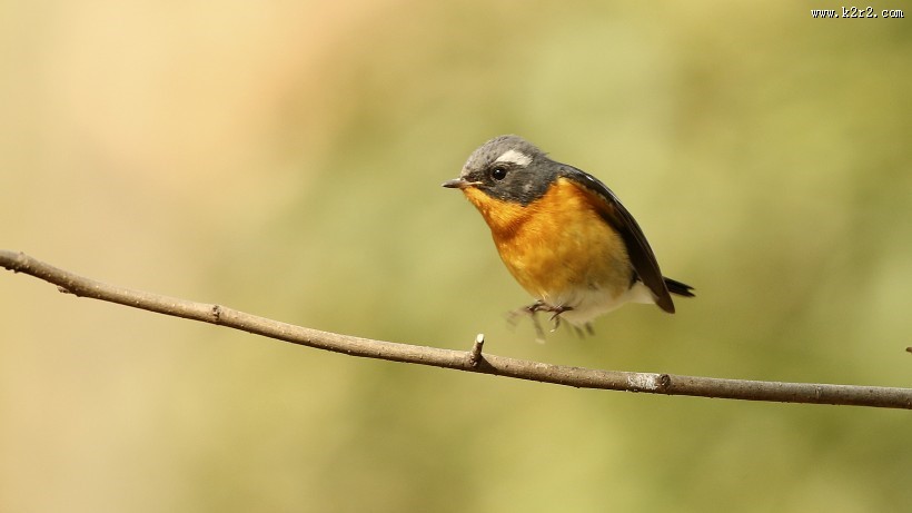 鸲姬鹟图片大全