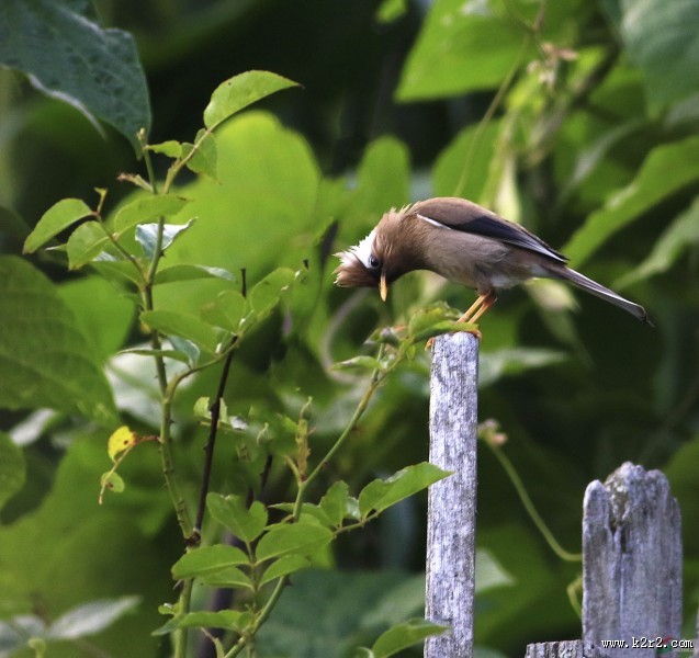 白领凤鹛图片大全