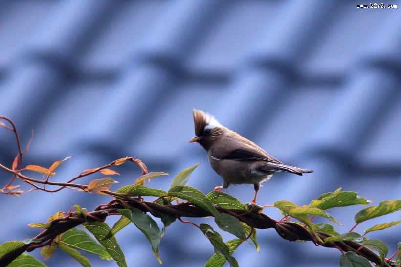 白领凤鹛图片大全