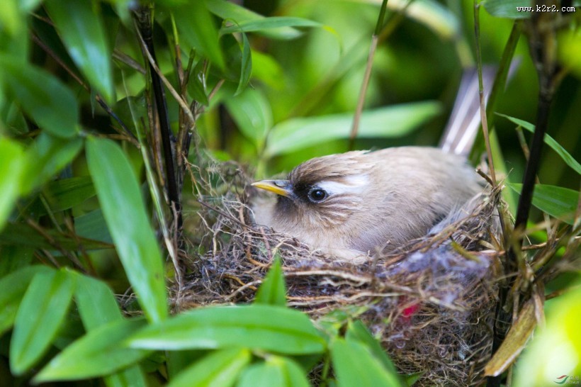 白领凤鹛图片大全