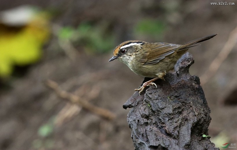 小型鸟类之褐胁雀鹛图片