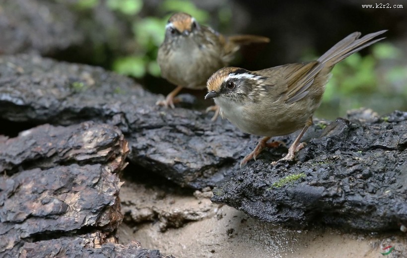 小型鸟类之褐胁雀鹛图片