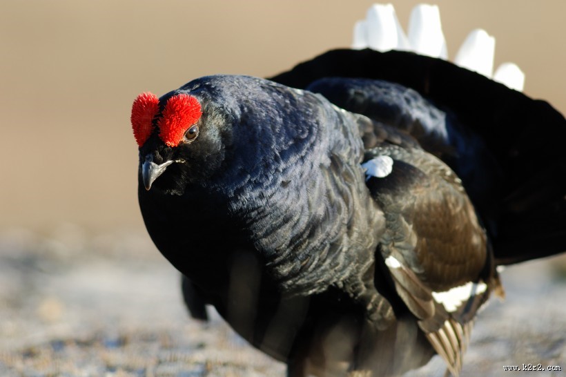 野鸡动物摄影图片