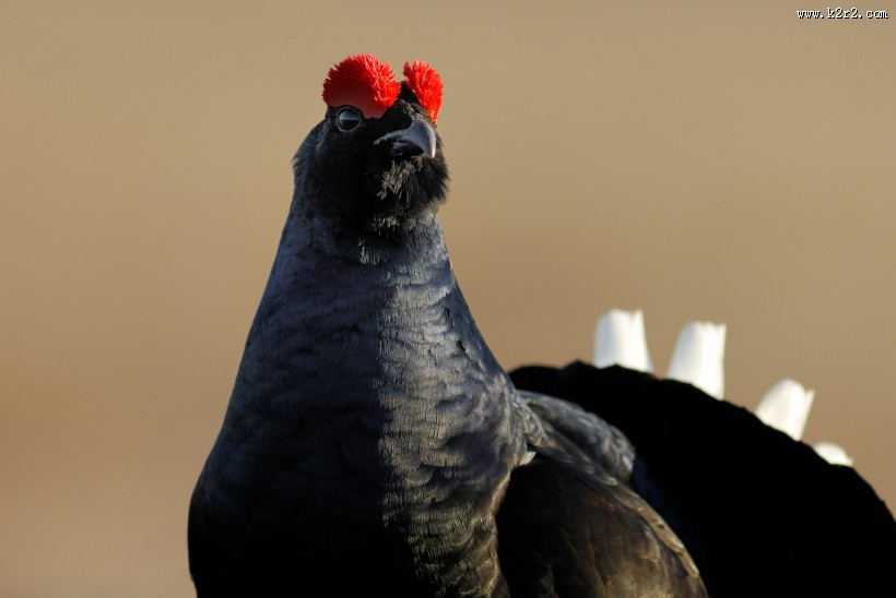 野鸡动物摄影图片