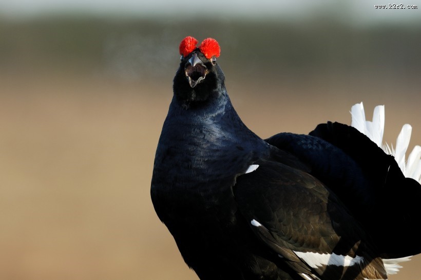 野鸡动物摄影图片