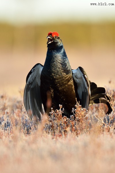 野鸡动物摄影图片