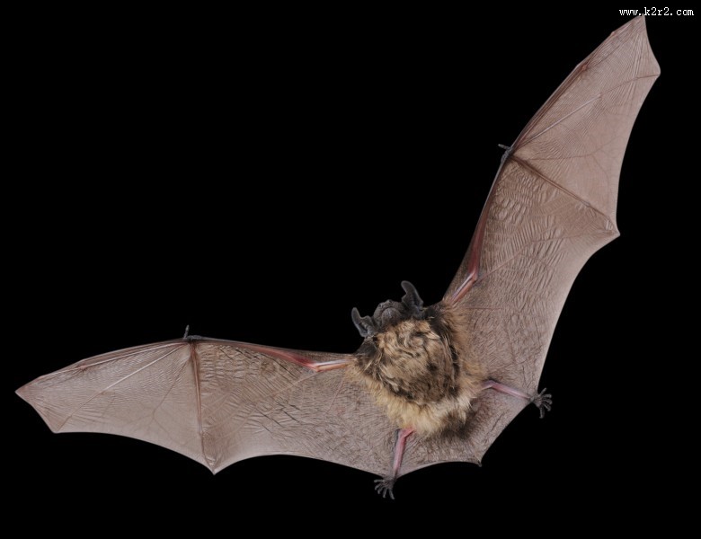 可怕的吸血蝙蝠图片