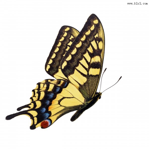 漂亮彩色的蝴蝶图片大全