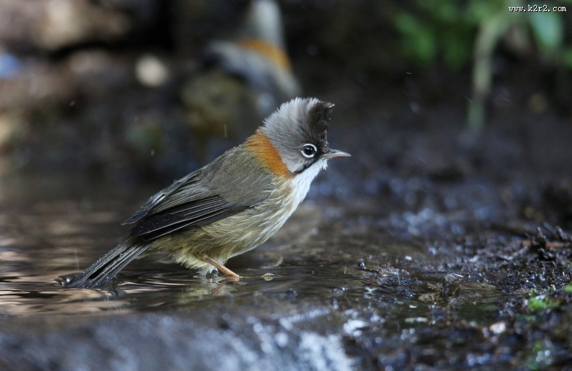 头顶尖角的黄颈凤鹛图片