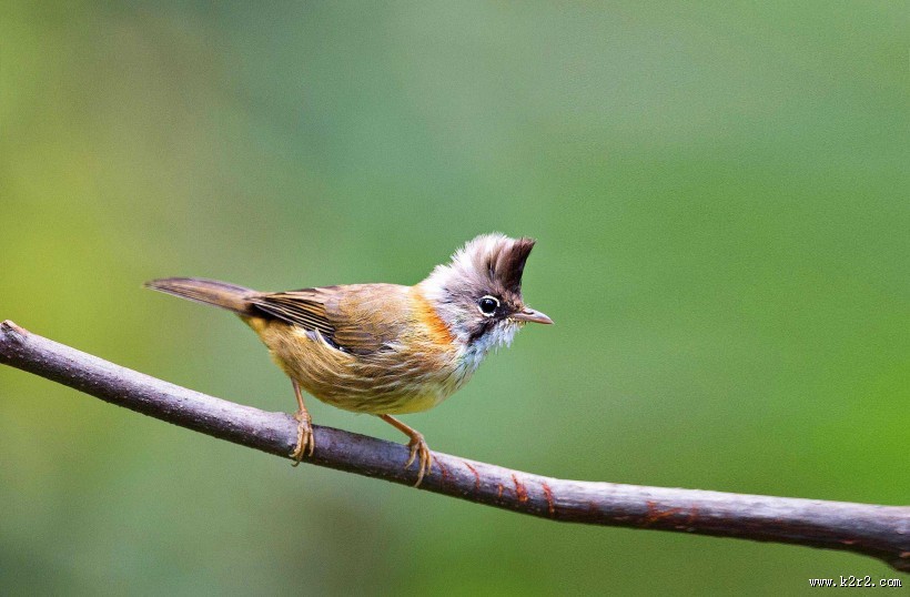 头顶尖角的黄颈凤鹛图片