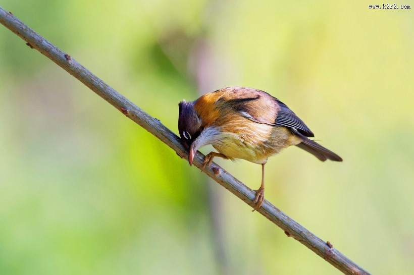 头顶尖角的黄颈凤鹛图片