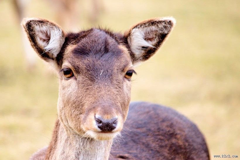 野生动物之麝图片