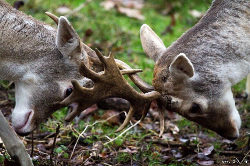休耕鹿之公鹿图片