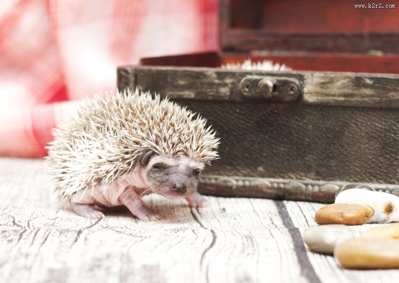 可爱的刺猬动物图片