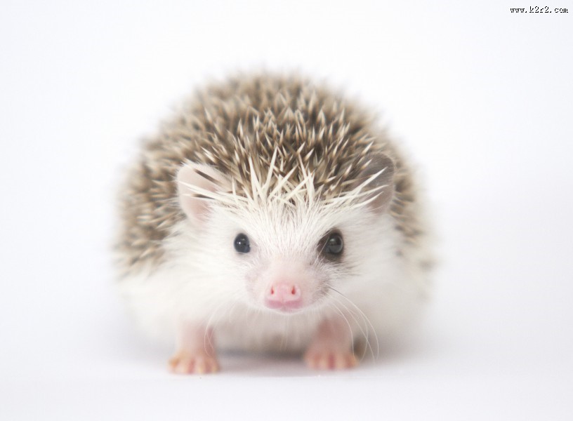 可爱的刺猬动物图片