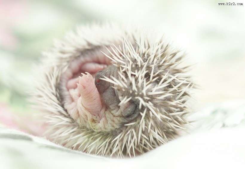 可爱的刺猬动物图片