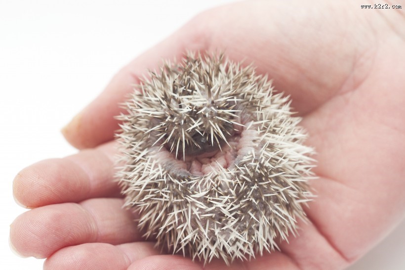 可爱的刺猬动物图片