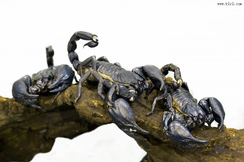 有毒的蝎子图片