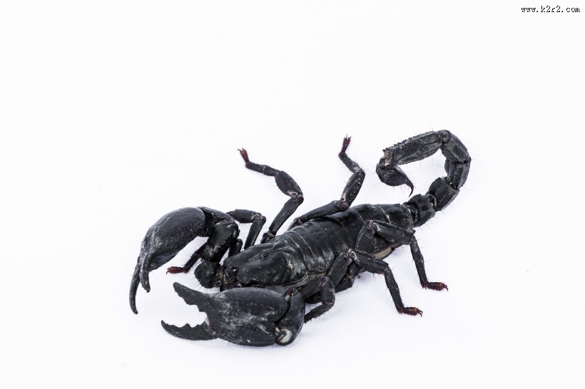 有毒的蝎子图片
