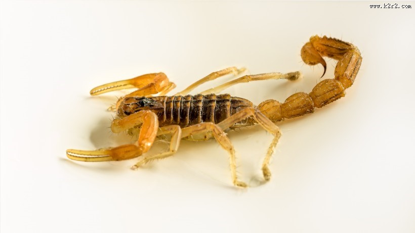 有毒的蝎子图片