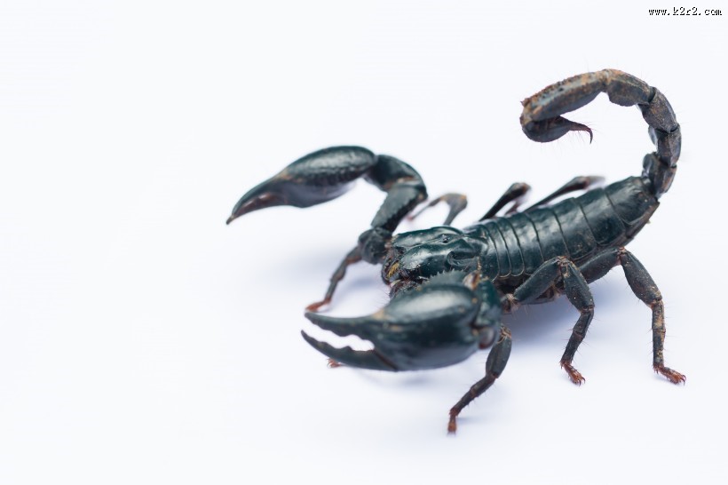 有毒的蝎子图片