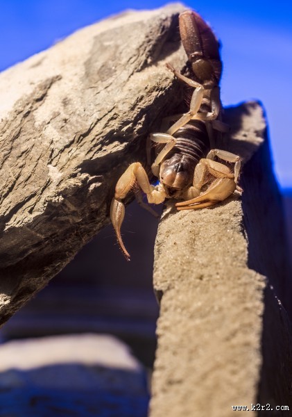 有毒的蝎子图片