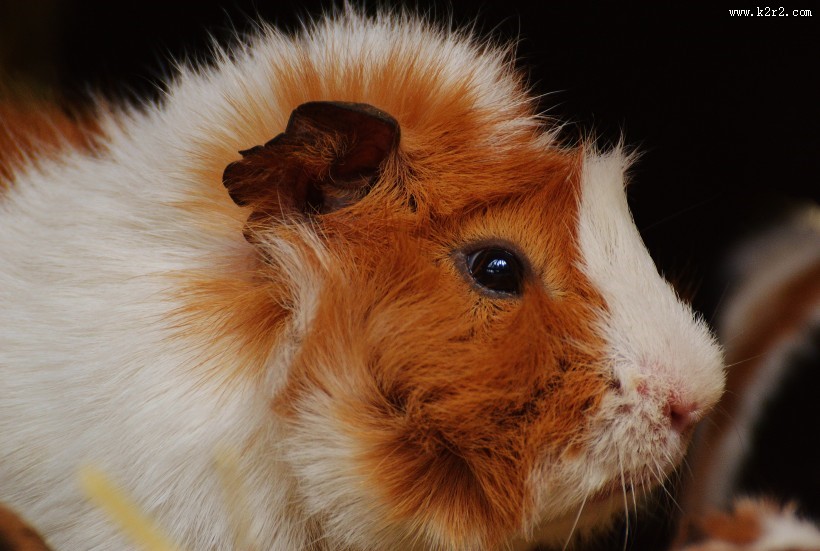 阿比西尼亚天竺鼠图片