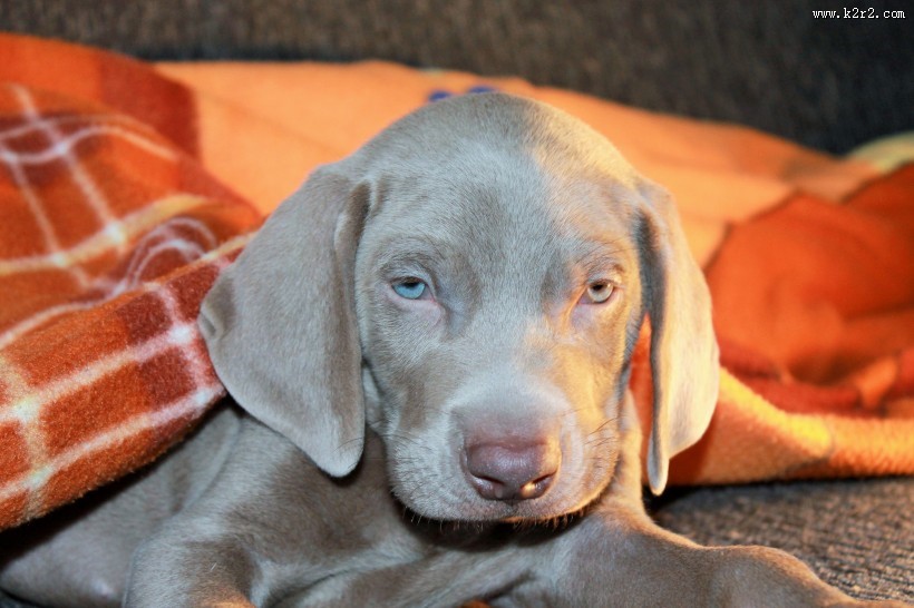 形态优雅的威玛猎犬图片大全