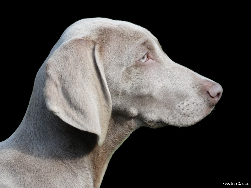 形态优雅的威玛猎犬图片大全