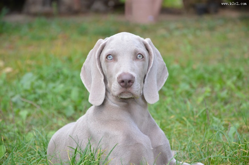 形态优雅的威玛猎犬图片大全