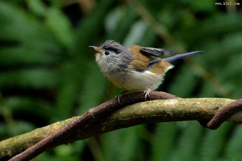 叫声清脆的蓝翅希鹛图片