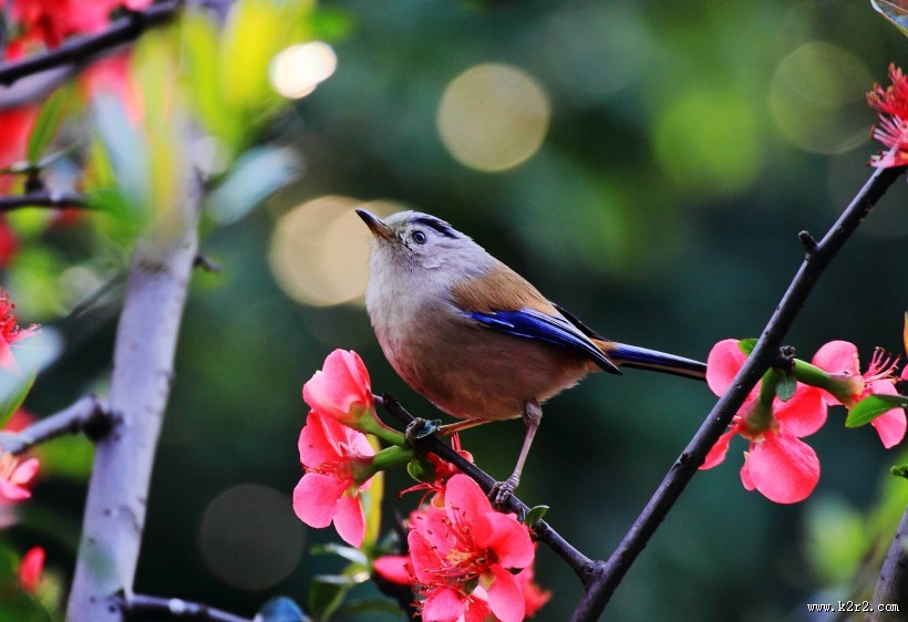 叫声清脆的蓝翅希鹛图片