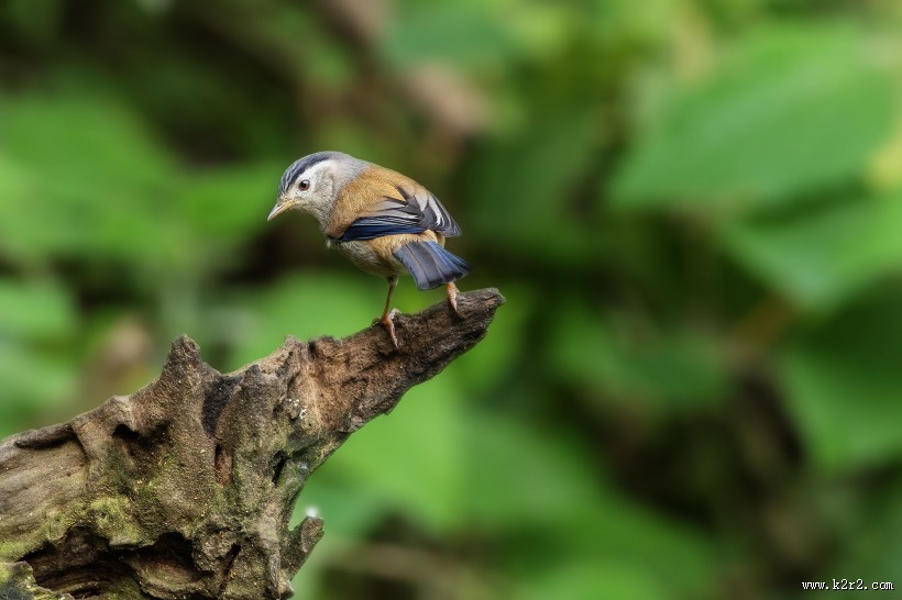 叫声清脆的蓝翅希鹛图片