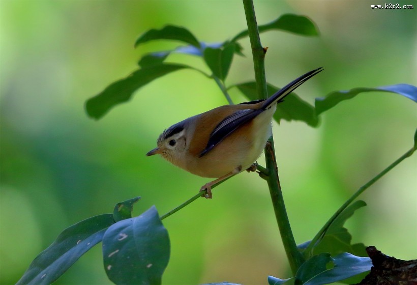 叫声清脆的蓝翅希鹛图片