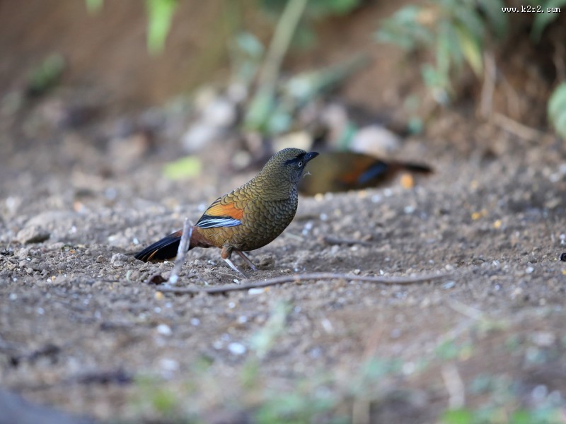 身带鳞状斑之蓝翅噪鹛图片大全