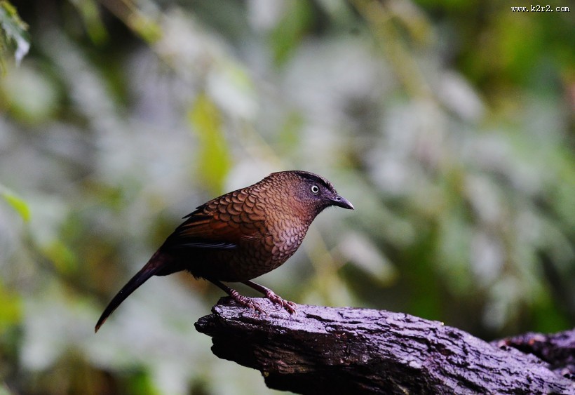 身带鳞状斑之蓝翅噪鹛图片大全