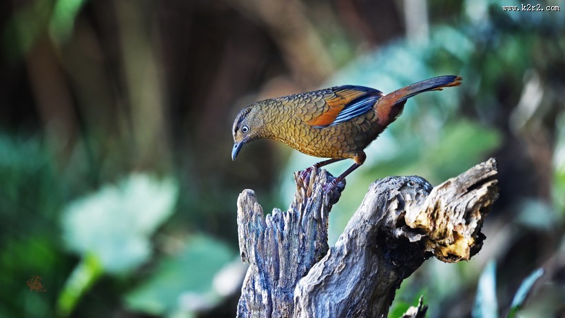 身带鳞状斑之蓝翅噪鹛图片大全